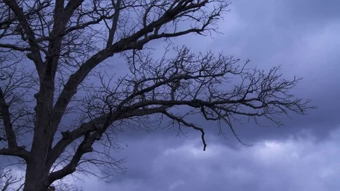 Winter sky and tree Stock Footage 81606167