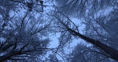 Winter sky and Trees Stock Footage 339921634