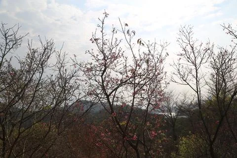 The winter sky is clear, and the cherry blossom trees on Wutong Mountain ha.. Stock Photos