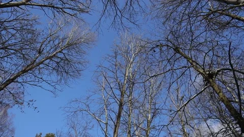 Winter sky Stock Footage 148395732