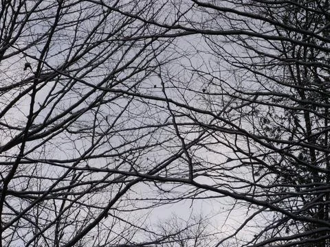 Winter sky from forest trail Foto stock