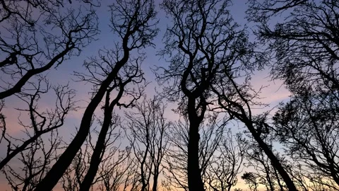 Winter Sky with Silhouette of Forest Trees Group Video stock 238811689