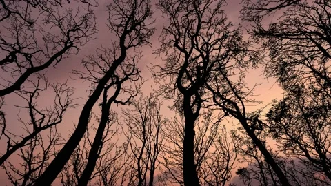 Winter Sky with Silhouette of Forest Trees Group Stock Footage 238873202
