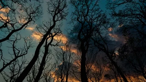 Winter Sky with Silhouette of Forest Trees Group Stock-Footage 239940740