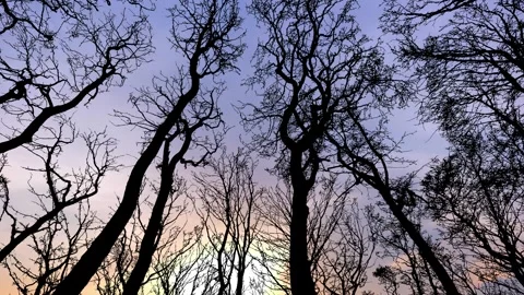 Winter Sky with Silhouette of Forest Trees Group Stock Footage 240149369