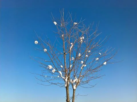 Winter Sky Tree Stock Photos