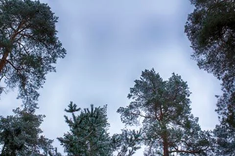 Winter sky, tree tops, frame. Snow-covered branches. Stock Photos