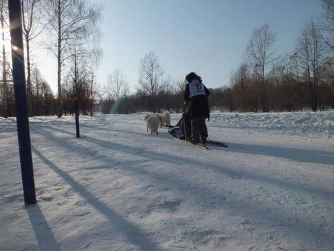 Winter Sled dog race, two white samoed dogs Foto stock