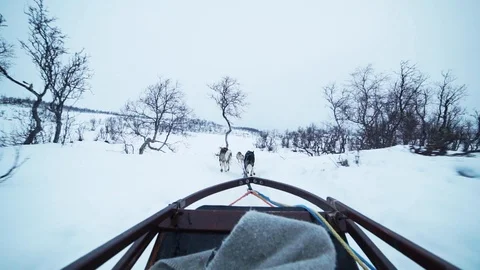 Winter sledding husky Stock Footage 89505597