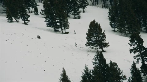 Winter Slope with Leaning Pine Trees Stock Footage 313385160