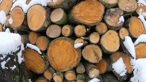 Winter slow motion of falling snow. Stock Footage 130366560