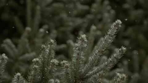 Winter in slow motion - snow falling Stock Footage 148048487