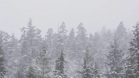 Winter slow-motion snowfall scene - forest and snowflakes 動画素材 78453384