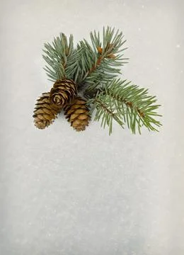 Winter small compositions in the snow. Hello winter. Pine and cones. Top vi.. Stock Photos
