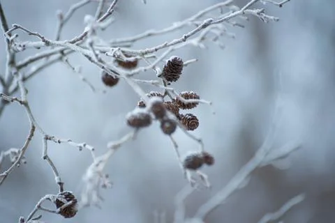 Winter small Foto stock