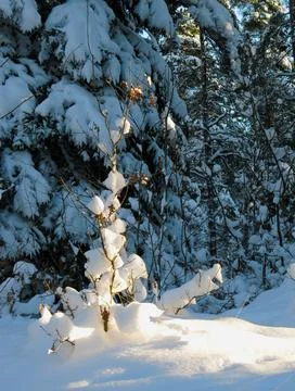 Winter Small Snowy Tree with Leaves in Warm Sunset Stock Photos