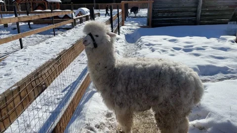 Winter in a small zoo 2 Stock Footage 172094659