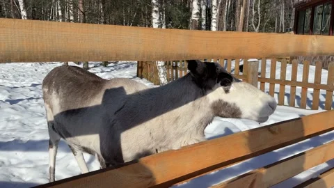 Winter in a small zoo 3 Video stock 172094572