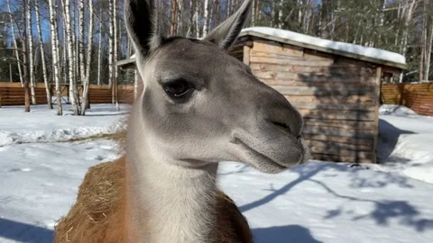 Winter in a small zoo 4 Video stock 172094502