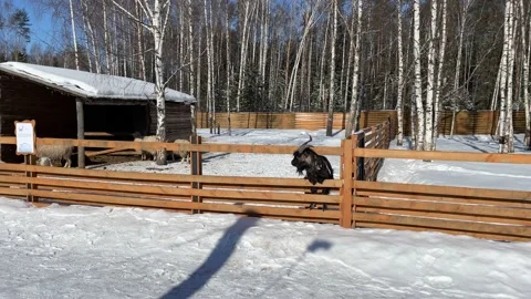 Winter in a small zoo 6 Stock Footage 172094358
