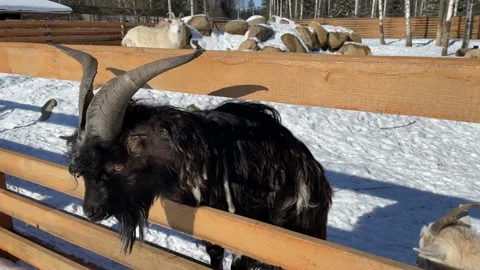 Winter in a small zoo 7 Video stock 172094241
