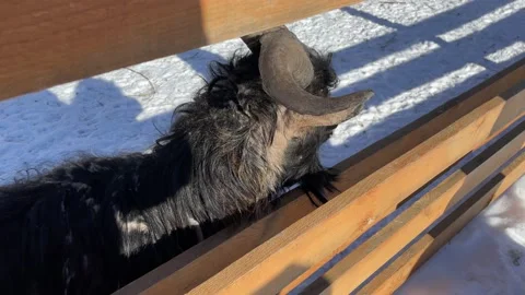 Winter in a small zoo Stock Footage 172094694