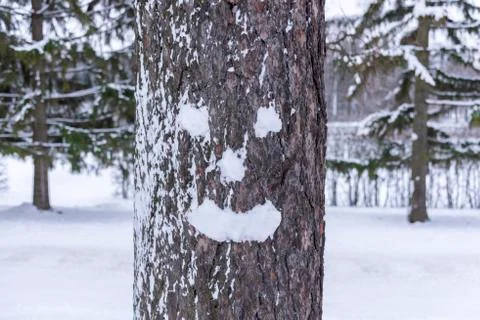 Winter smiley face on a tree Stock Photos