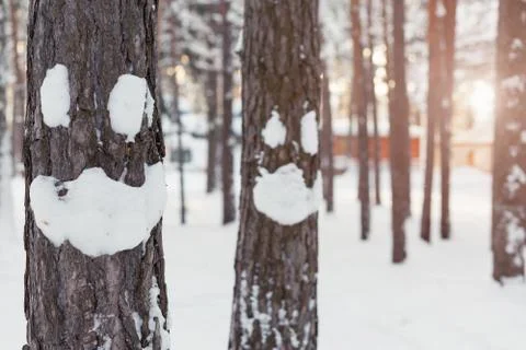Winter smiley face on a tree Stock Photos