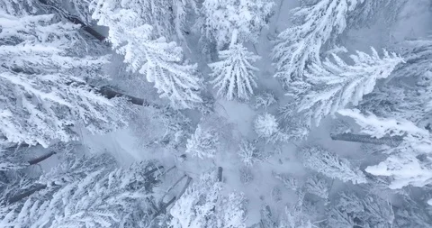 Winter Snow Above The Forest Video stock 95703616