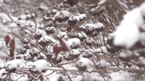 Winter Snow and Bushes Stock Footage 102447435
