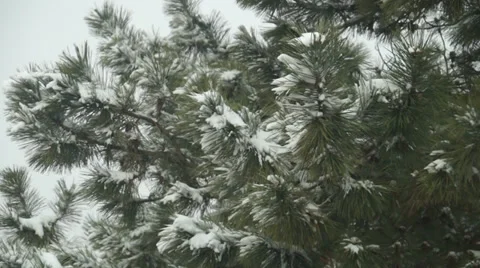 Winter snow and pine tree Stock Footage 36741667