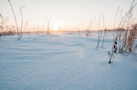 Winter snow background. Close up view of fresh new snow in winter forest on s Stock Photos