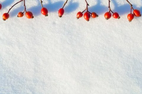 Winter snow background decorated with rose hip berries Stock Photos