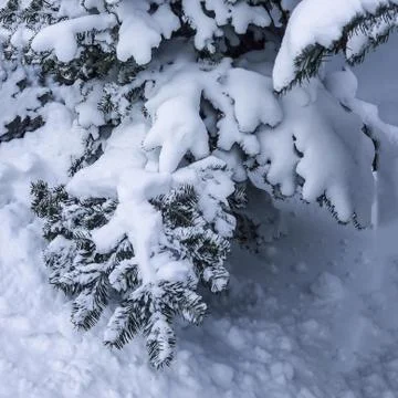 Winter snow background. Stock Photos