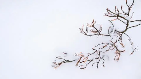 Winter snow background with pine branch and with place for your text. Stock Photos