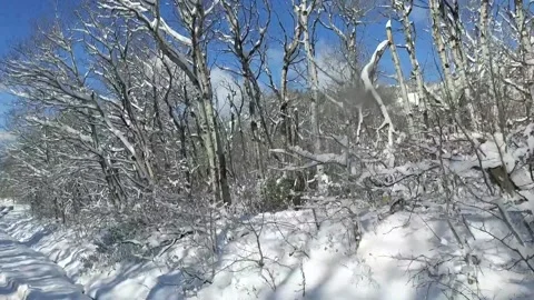 Winter snow on backroad, snowladen trees going by on right, POV, driving plate Stock Footage 152908133