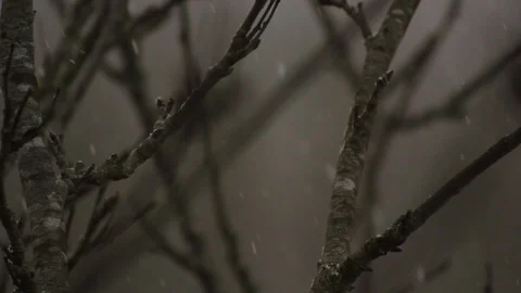 Winter snow on bare branches in forest Stock Footage 86518716