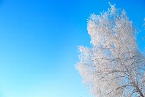 Winter snow birch tree branches on blue sky Stock-Fotos