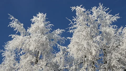 Winter snow birch tree tops. Snow covered winter birch tree tops on blue sky Stock Footage 166796504