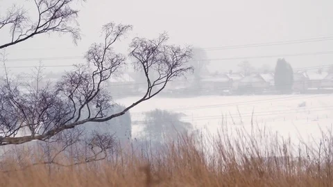 Winter snow blizzard bare Oak tree English Countryside Staffordshire December Stock Footage 83312775