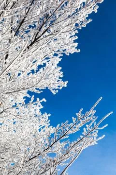 Winter Snow Branches Stock Photos