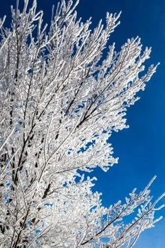 Winter Snow Branches Stock Photos