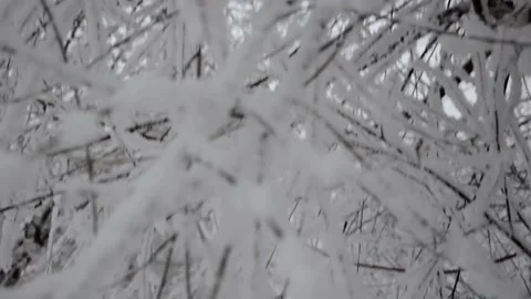 Winter, snow on the branches of a tree, winter background, wind in the forest Stock Footage 144269044