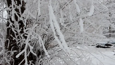 Winter, snow on the branches of a tree, winter background, wind in the forest 库存影片 144269119