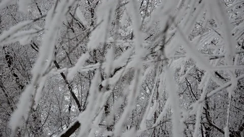 Winter, snow on the branches of a tree, winter background, wind in the forest 库存影片 144269123