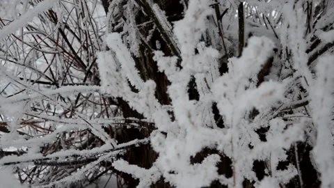 Winter, snow on the branches of a tree, winter background, wind in the forest Stock Footage 144269140