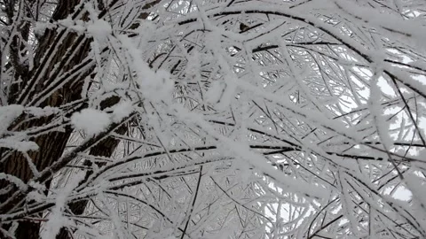 Winter, snow on the branches of a tree, winter background, wind in the forest 库存影片 144269171