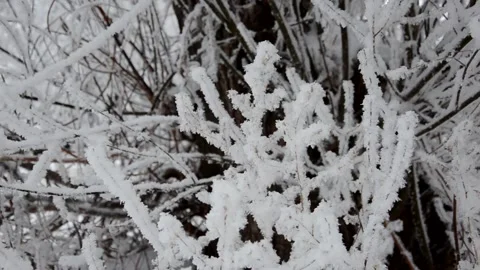 Winter, snow on the branches of a tree, winter background, wind in the forest Stock Footage 144269289