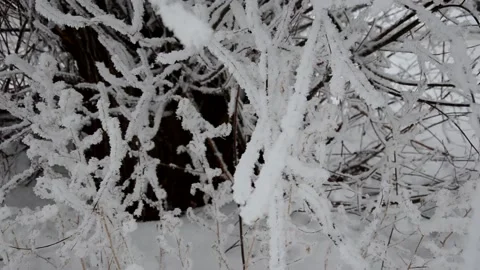 Winter, snow on the branches of a tree, winter background, wind in the forest Stock Footage 144269295
