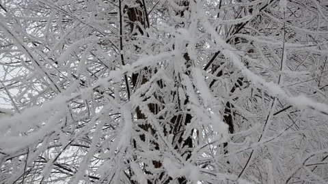 Winter, snow on the branches of a tree, winter background, wind in the forest 库存影片 144269307